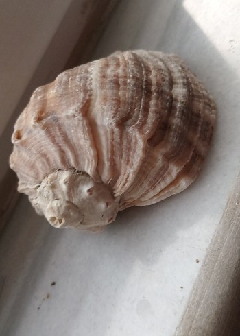 deniz kabuğu 8sm - Görsel 2