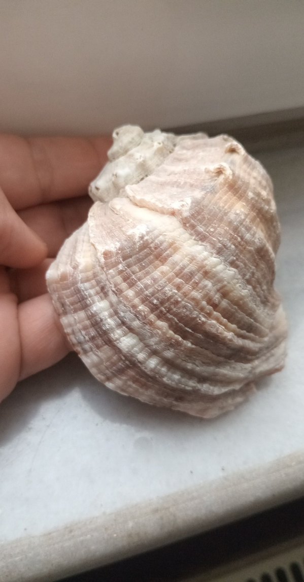 deniz kabuğu   8sm - Görsel 3