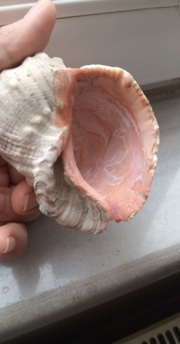 deniz kabuğu   8sm - Görsel 5