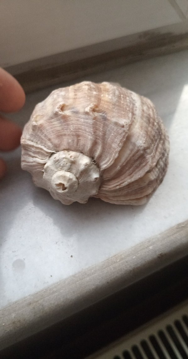 deniz kabuğu   8sm - Görsel 4