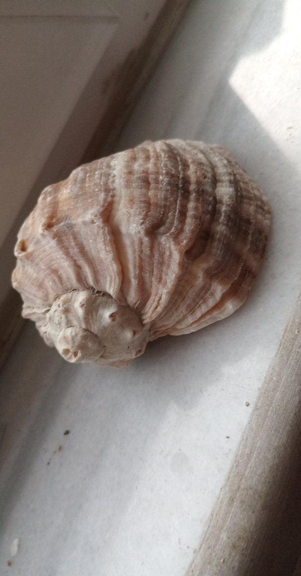 deniz kabuğu   8sm - Görsel 2