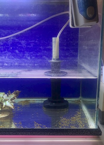 Mavi Akvaryum Tankı - Görsel 3