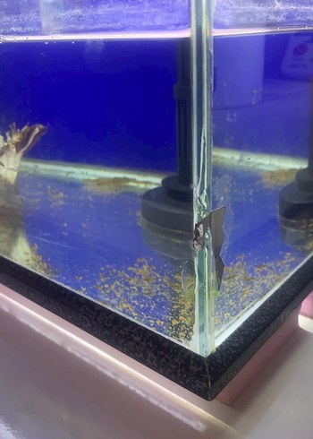 Mavi Akvaryum Tankı - Görsel 2