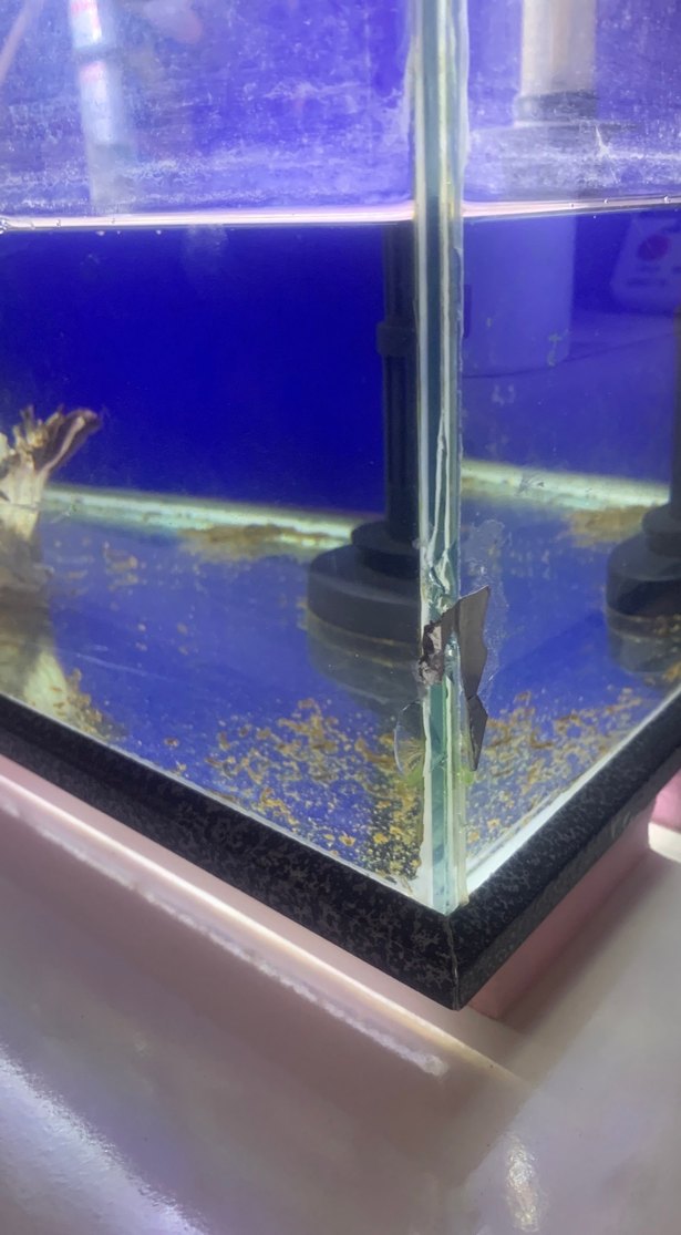 Mavi Akvaryum Tankı - Görsel 2