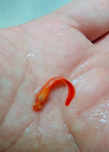  Albino full red 3 çift 
