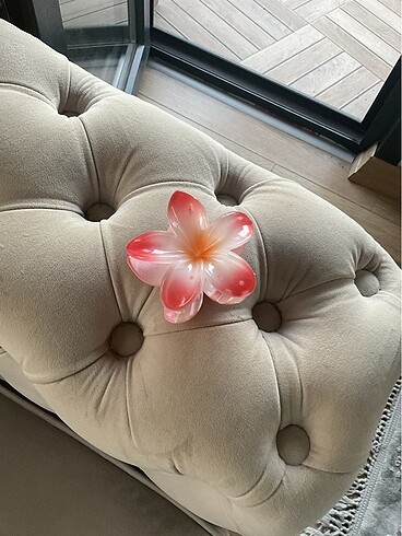 Hibiscus toka