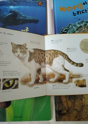 Beden Renk Korece Kitap 12 adet