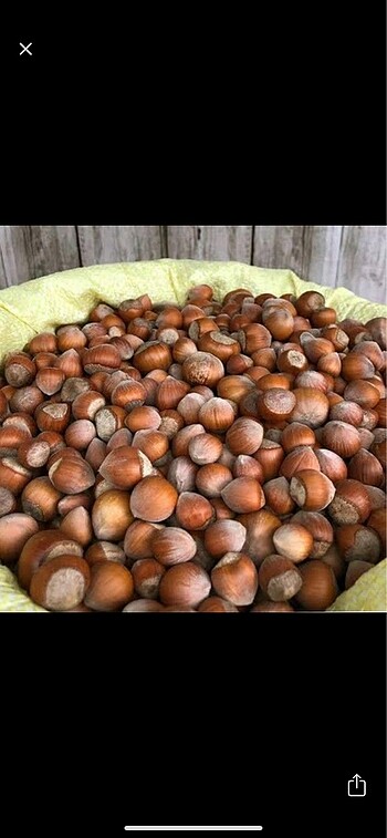 Fındık