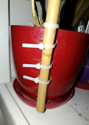 U bambu bitki destek çubuğu - Görsel 4