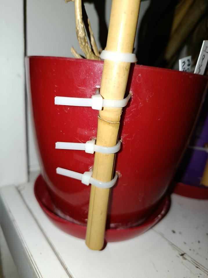 U bambu bitki sardırma çubuğu - Görsel 4