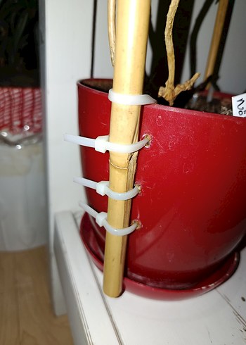 75 cm.yelpaze bambu bitki destek çubuğu - Görsel 7