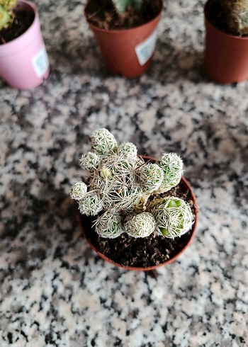 Kaktüs seti - Görsel 2