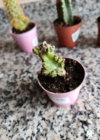 Kaktüs seti - Görsel 6