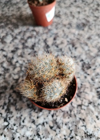 Kaktüs seti - Görsel 4