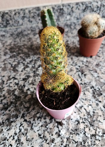 Kaktüs seti - Görsel 3