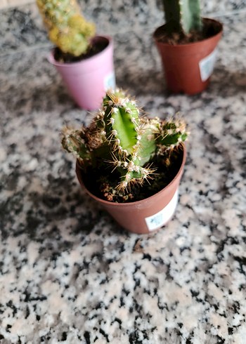 Kaktüs seti - Görsel 5