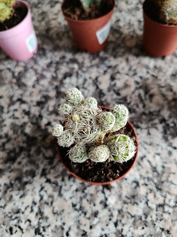 Kaktüs seti - Görsel 2