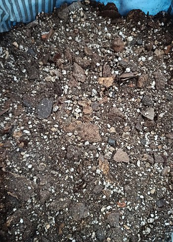 İç mekan bitki toprak karışımı - Görsel 5