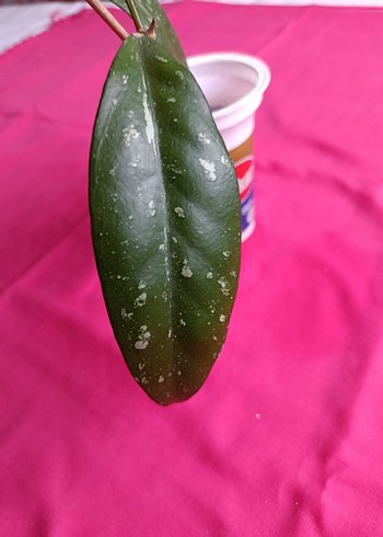 Hoya pubicalix mum çiçeği - Görsel 5