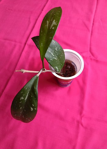 Hoya pubicalix mum çiçeği - Görsel 2