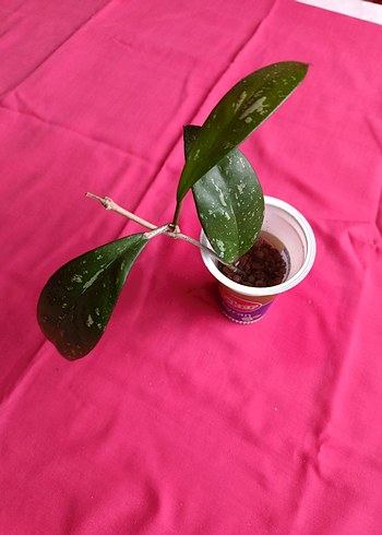 Hoya pubicalix mum çiçeği - Görsel 3