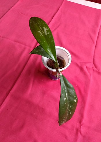 Hoya pubicalix mum çiçeği - Görsel 4