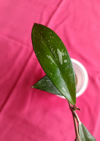 Hoya pubicalix mum çiçeği - Görsel 7