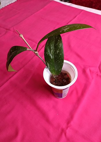 Hoya pubicalix mum çiçeği - Görsel 6