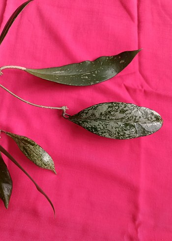 Hoya pubicalix mum çiçeği - Görsel 8