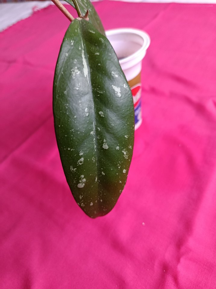 Hoya pubicalix mum çiçeği - Görsel 5