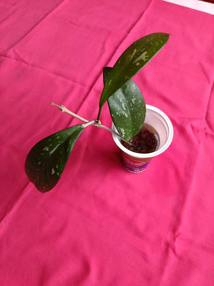 Hoya pubicalix mum çiçeği - Görsel 3