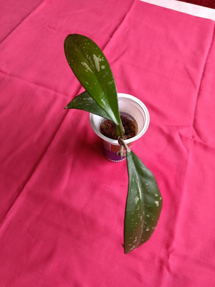 Hoya pubicalix mum çiçeği - Görsel 4