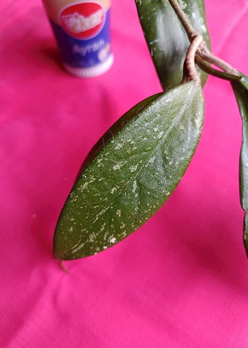 Hoya pubicalix mum çiçeği - Görsel 7