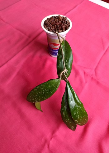 Hoya pubicalix mum çiçeği - Görsel 4