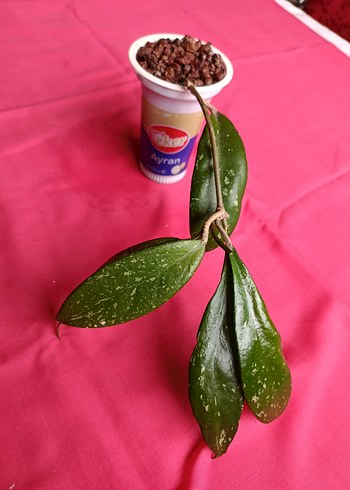 Hoya pubicalix mum çiçeği - Görsel 2