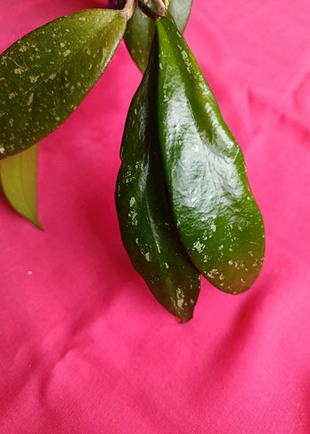 Hoya pubicalix mum çiçeği - Görsel 5