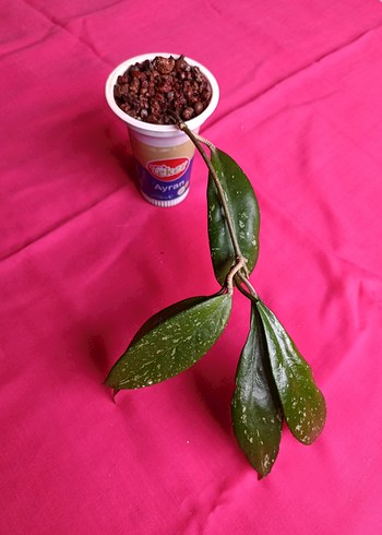 Hoya pubicalix mum çiçeği - Görsel 6