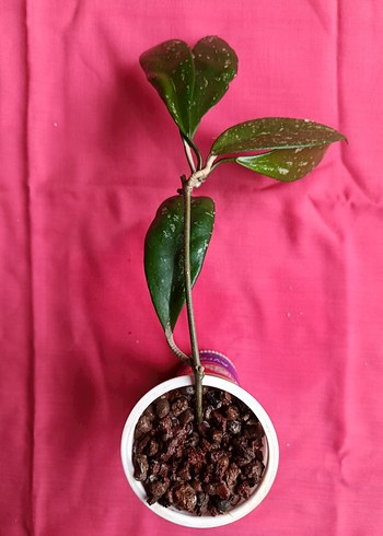 Hoya pubicalix mum çiçeği - Görsel 3