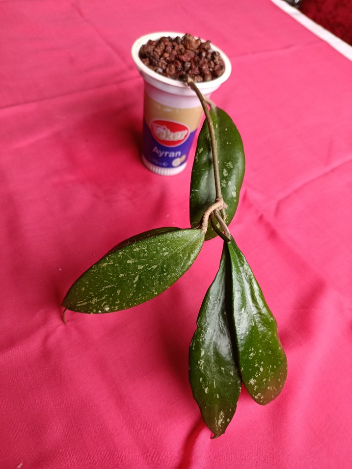 Hoya pubicalix mum çiçeği - Görsel 2