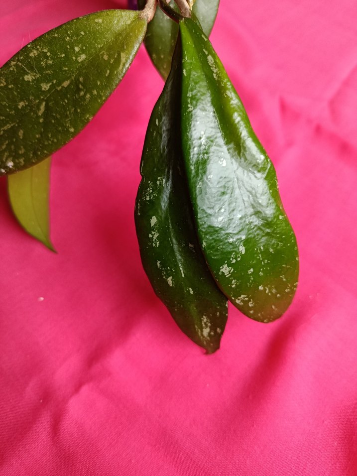 Hoya pubicalix mum çiçeği - Görsel 5