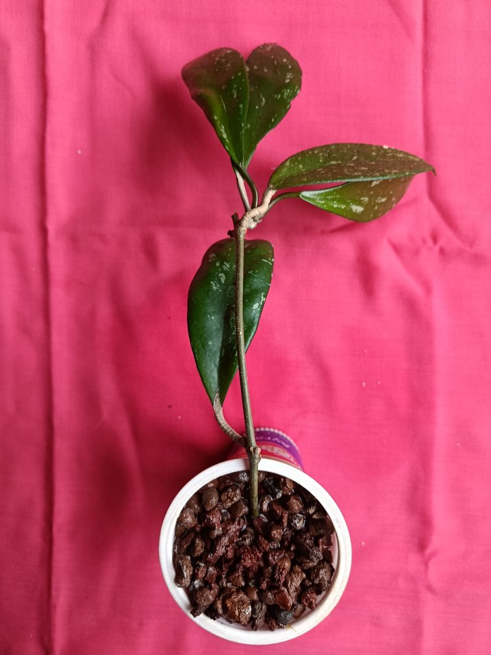 Hoya pubicalix mum çiçeği - Görsel 3