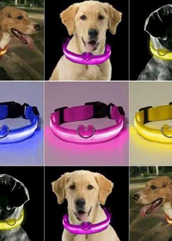 Romeo şıklı Pembe Köpek Tasması