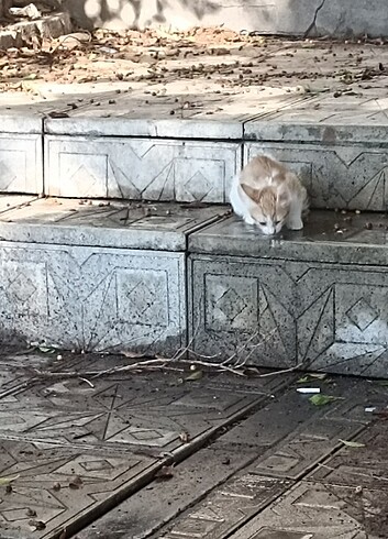 kocaminhediyesi 