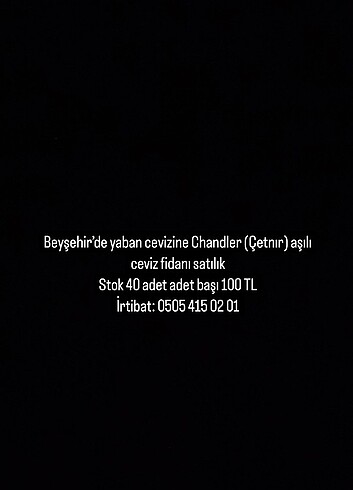yaban cevizine Chandler aşılı fidan