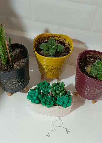 sepete Mini Sukulent mum