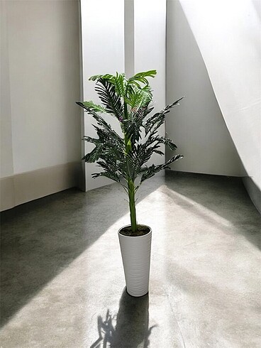 2 metre palmiye ağacı