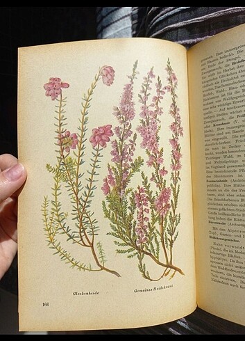 Vintage botanik kitabı almanca antika - Görsel 2
