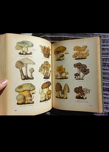 Vintage botanik kitabı almanca antika - Görsel 4