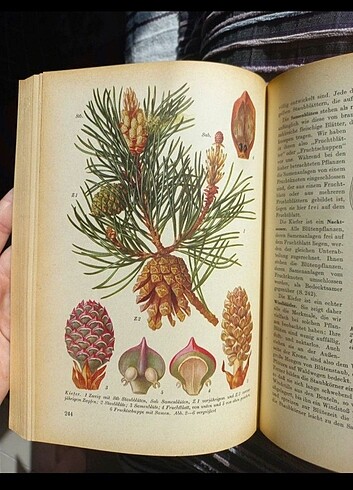 Vintage botanik kitabı almanca antika - Görsel 5
