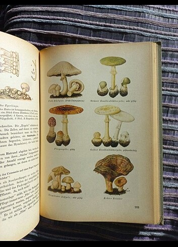 Vintage botanik kitabı almanca antika - Görsel 6